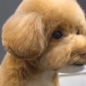 Meet your Posher, Rosario